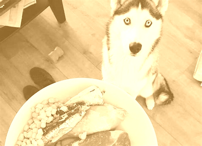 What is the best food to feed a husky