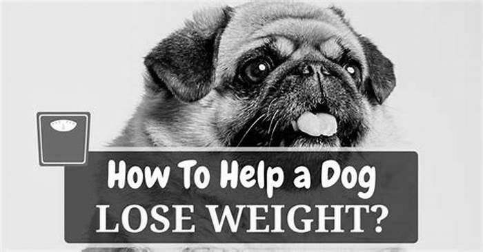 What is the easiest way for a dog to lose weight