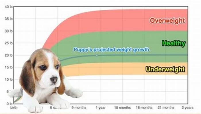 What is the food weight for a Beagle?