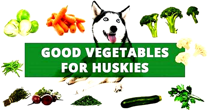 What is the healthiest diet for a husky