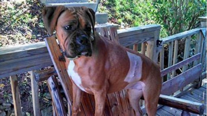 What is the leading cause of death in Boxer dogs?