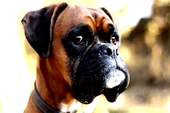 What is the life expectancy of a Boxer dog?