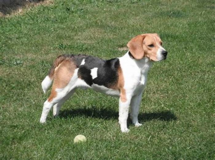 What is the max lifespan of a Beagle