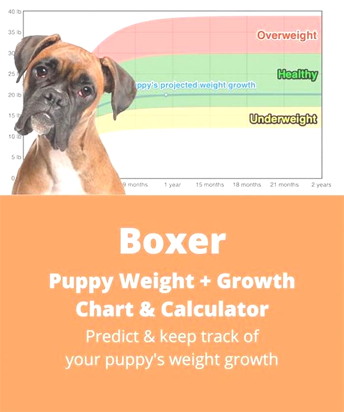 What is the max weight for a Boxer dog?