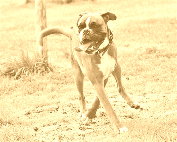 What is the most common cause of in Boxer dogs