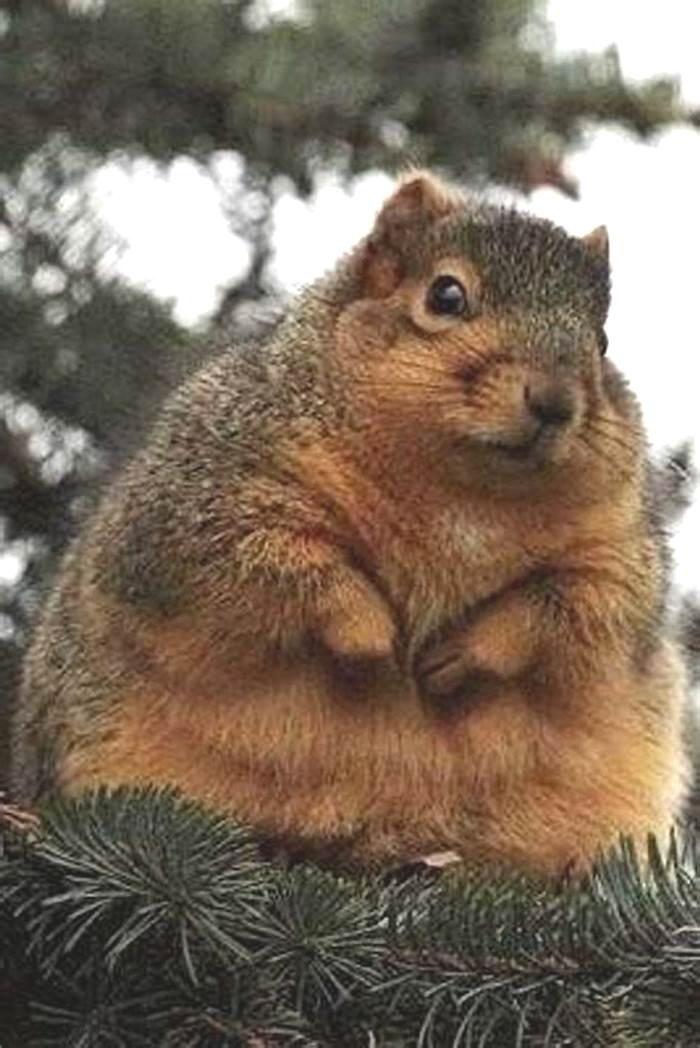 What is the most obese animal