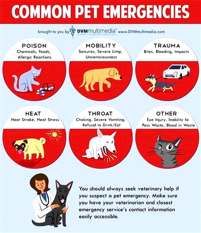 What is the number one way to prevent illness in a pet care center