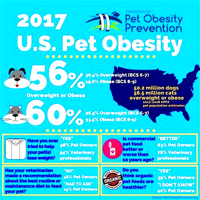 What is the obesity trend in pets