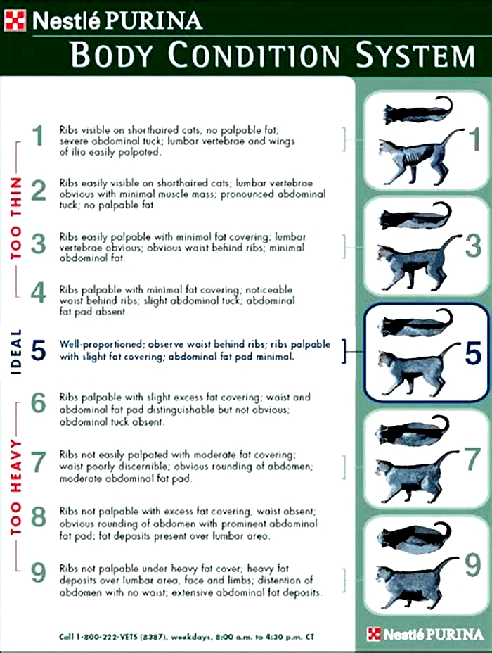 What is the treatment for obesity in animals?