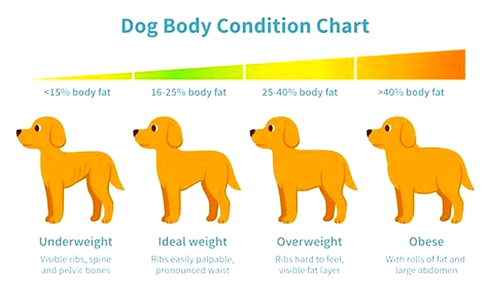 What makes a dog gain weight