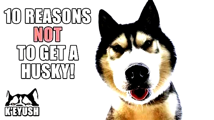 What not to do with a husky?