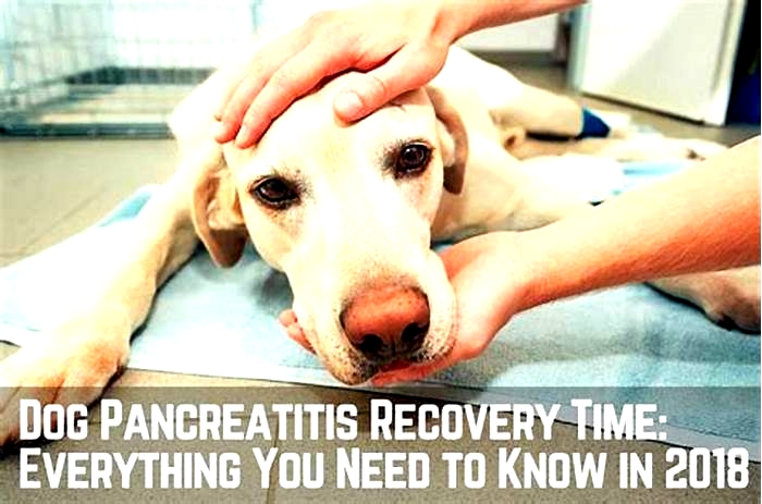 What not to feed dogs with pancreatitis