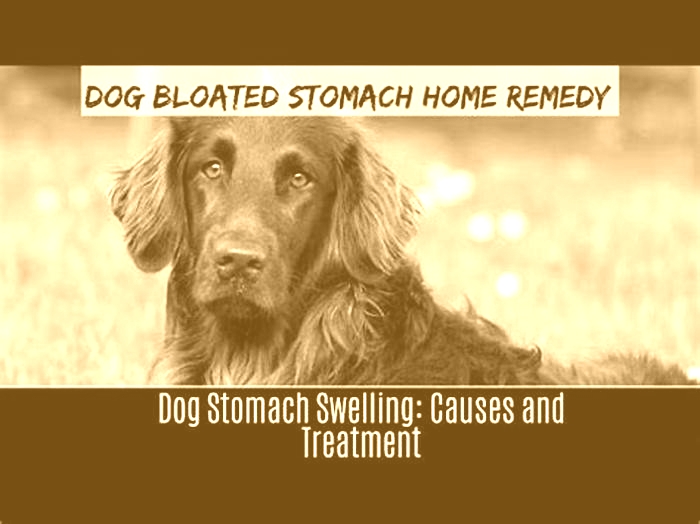 What relieves bloating fast in dogs?