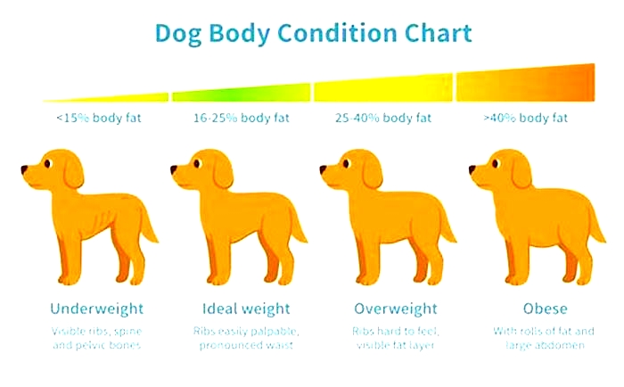 What should I feed my dog if she's overweight?