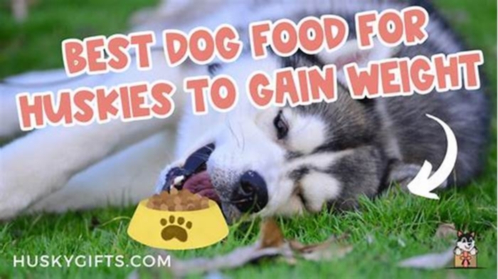 What should I feed my husky to gain weight?