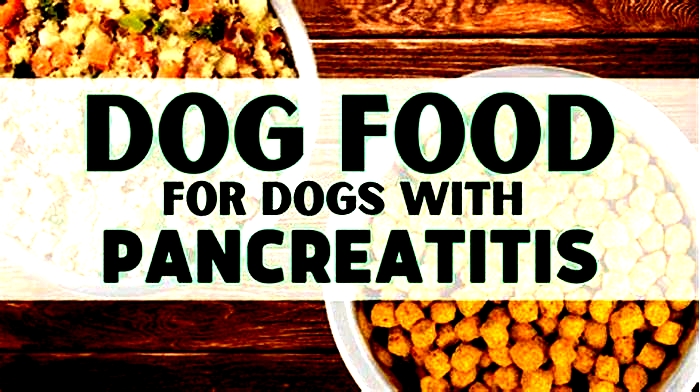 What treats can dogs with pancreatitis eat