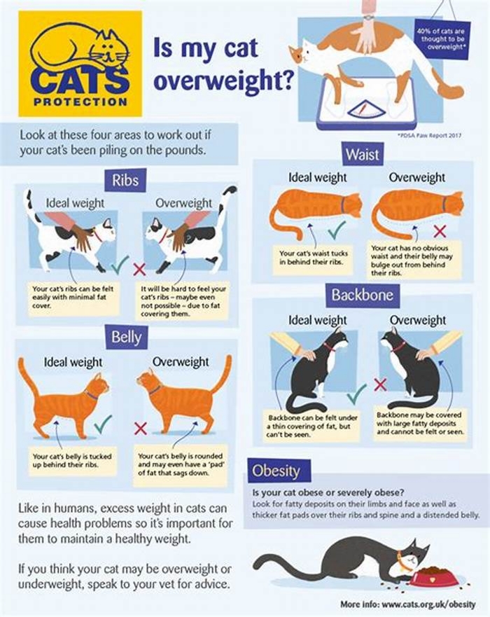 What type of diet should be fed to an obese cat?