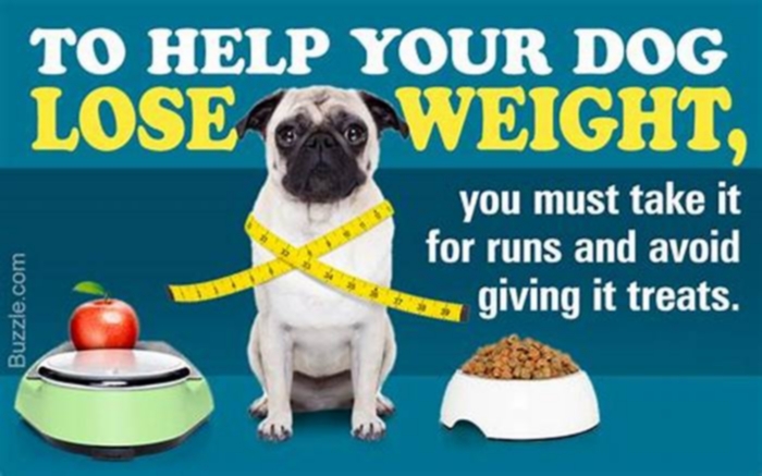 What vitamin helps overweight pets lose weight?