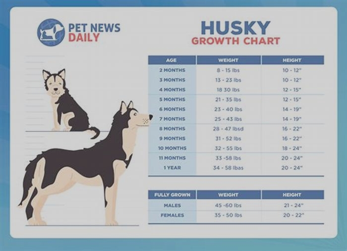 What weight is considered husky