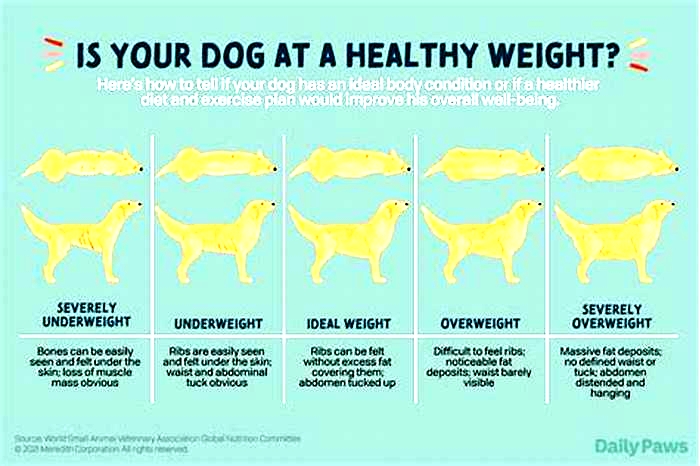 When to worry about dog weight loss