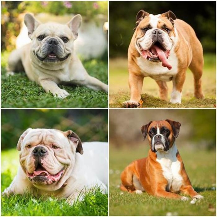 Which dogs have shortest life span?