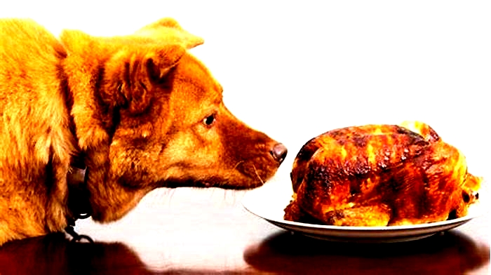 Which part of chicken is healthiest for dogs?