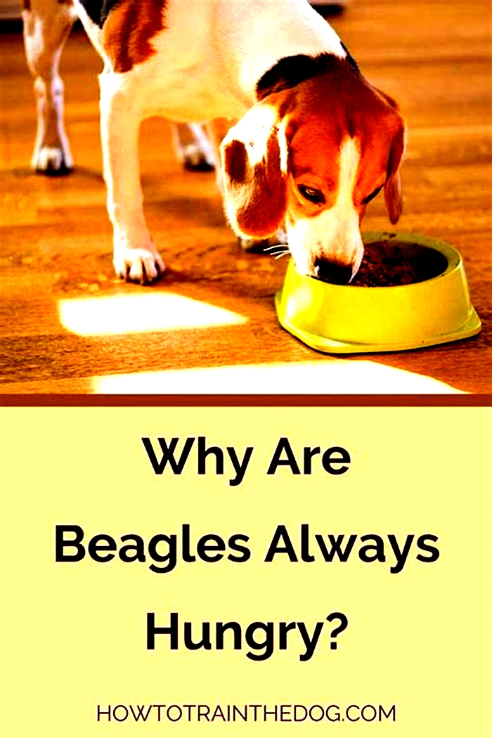 Why are Beagle hungry all the time?