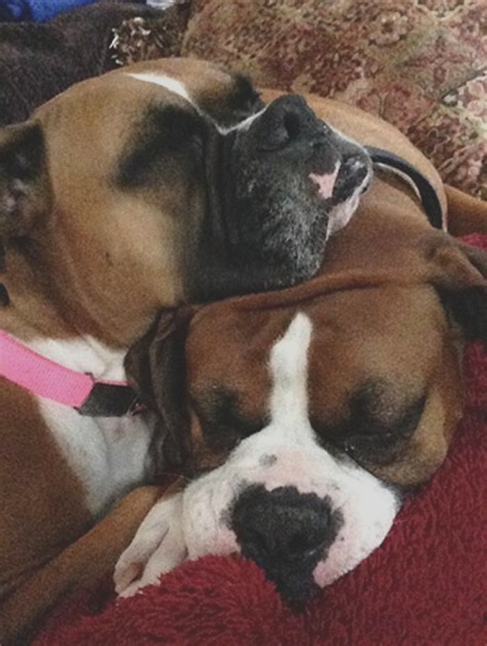 Why are Boxer dogs so cuddly?