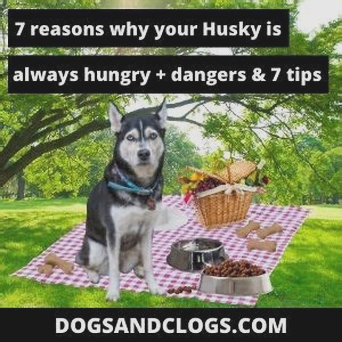 Why are huskies always hungry?