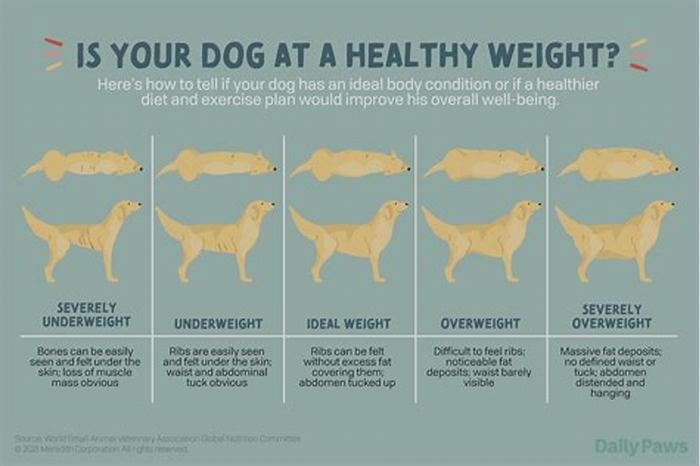 Why can't I get my dog to lose weight?