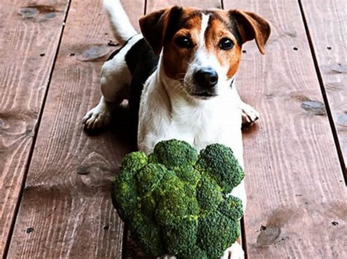 Why can't dogs eat broccoli?