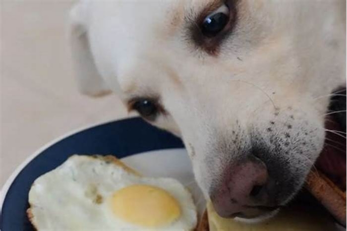 Why can t dogs eat eggs everyday