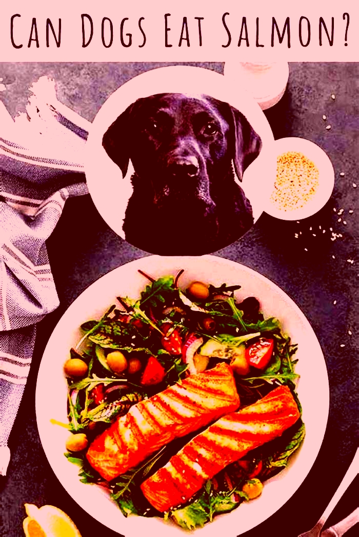 Why can t dogs eat salmon