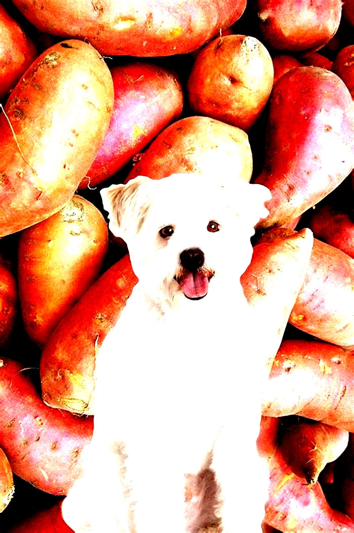 Why can't dogs eat sweet potatoes?