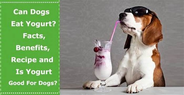 Why can't dogs have yogurt?