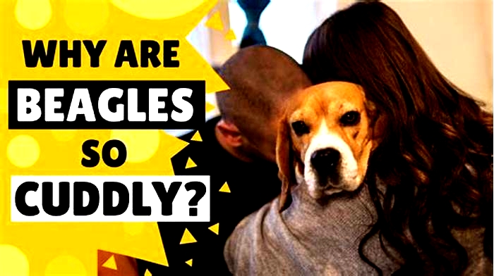 Why do Beagles cuddle so much