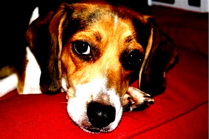 Why do Beagles ignore you