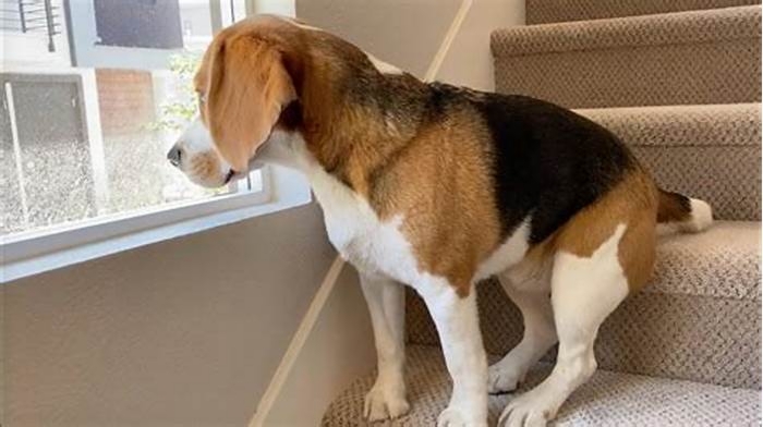 Why do Beagles refuse to walk