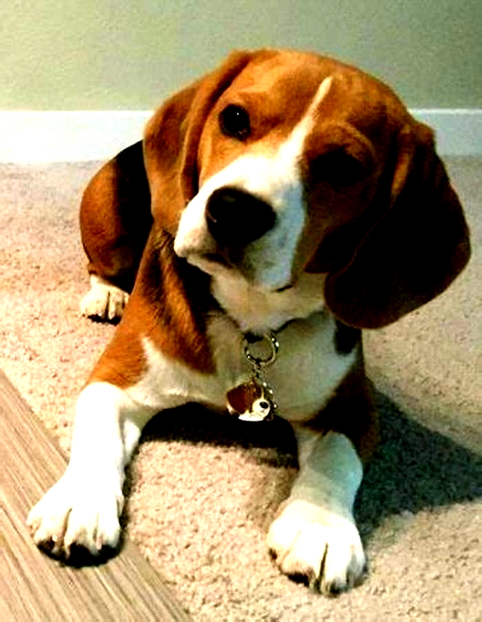 Why do Beagles stare at you?