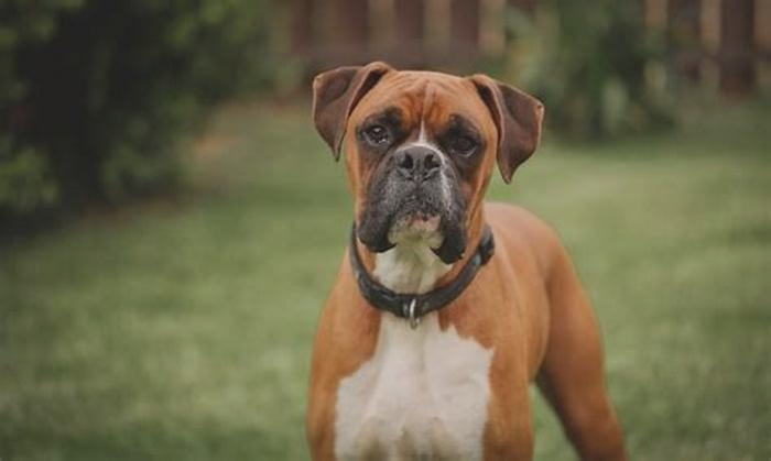 Why do Boxer dogs age so fast?