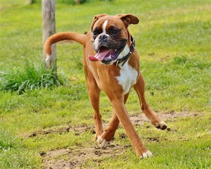 Why do Boxer dogs not live long?