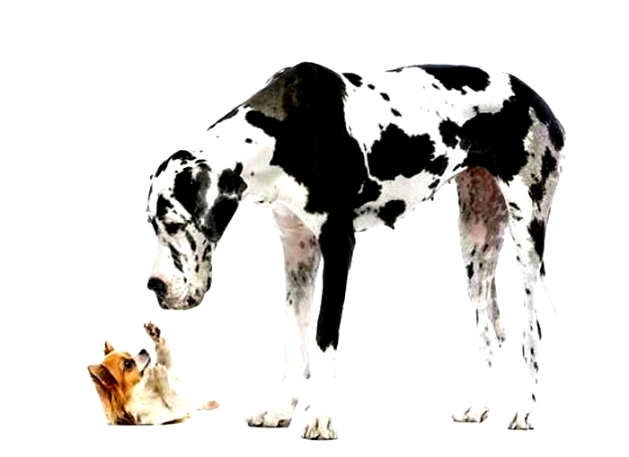 Why do big dogs have shorter lives?