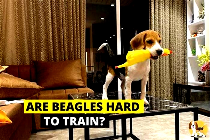 Why is a Beagle so hard to train