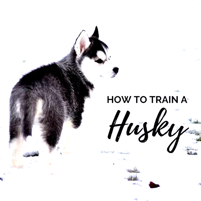 Why is it so hard to train a husky?