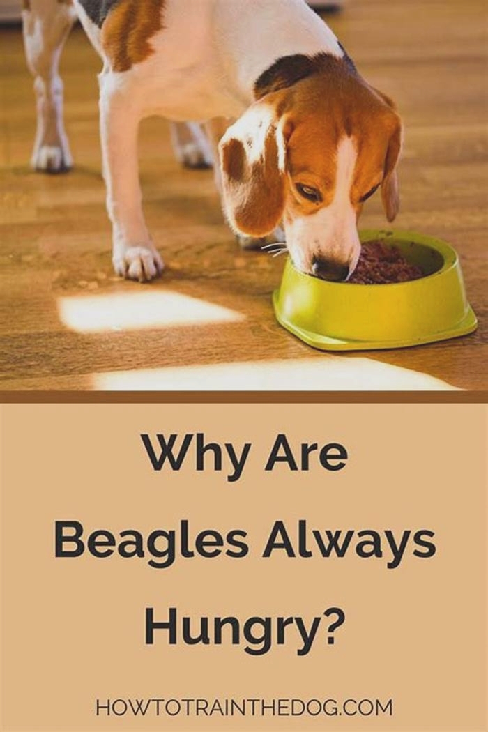 Why is my Beagle always hungry?