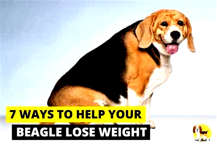 Why is my Beagle not losing weight?