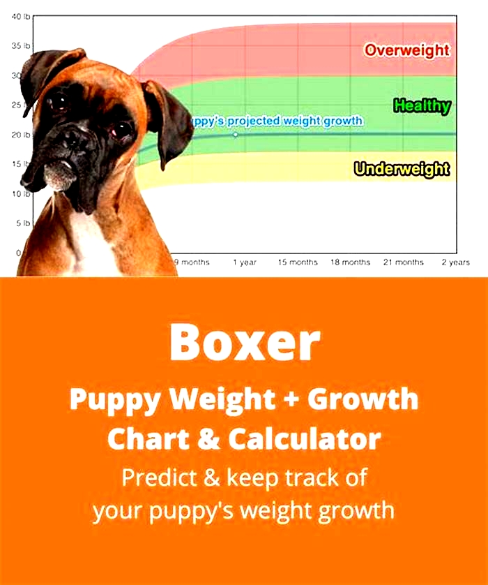 Why is my Boxer gaining weight?