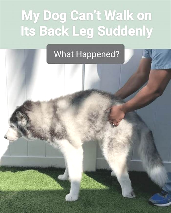 Why is my Husky back legs giving out?