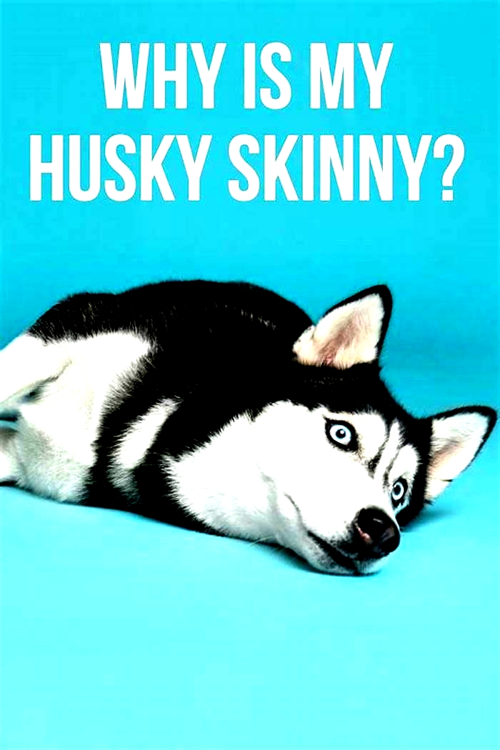 Why is my Husky getting skinny