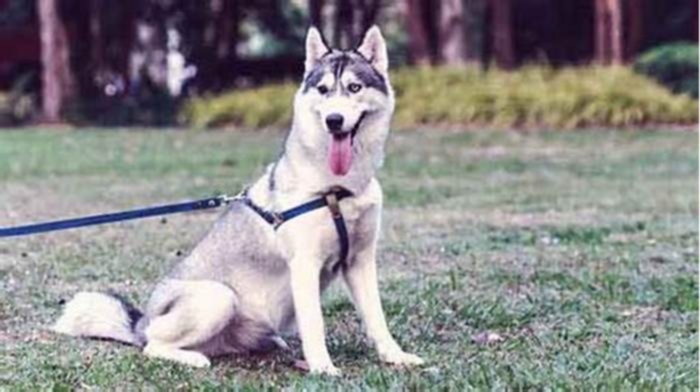 Why is my Husky losing so much weight?